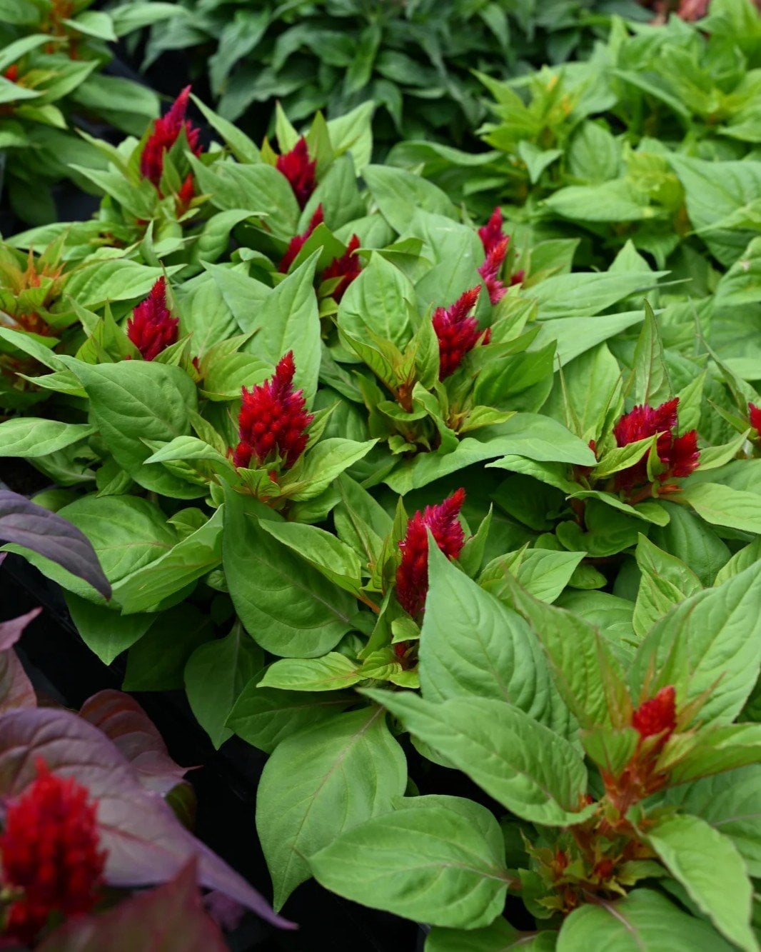 Fresh Look Red Celosia - Image 1