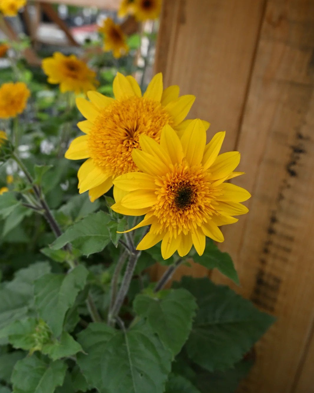 Sunfinity Double Yellow Sunflower - Image 1
