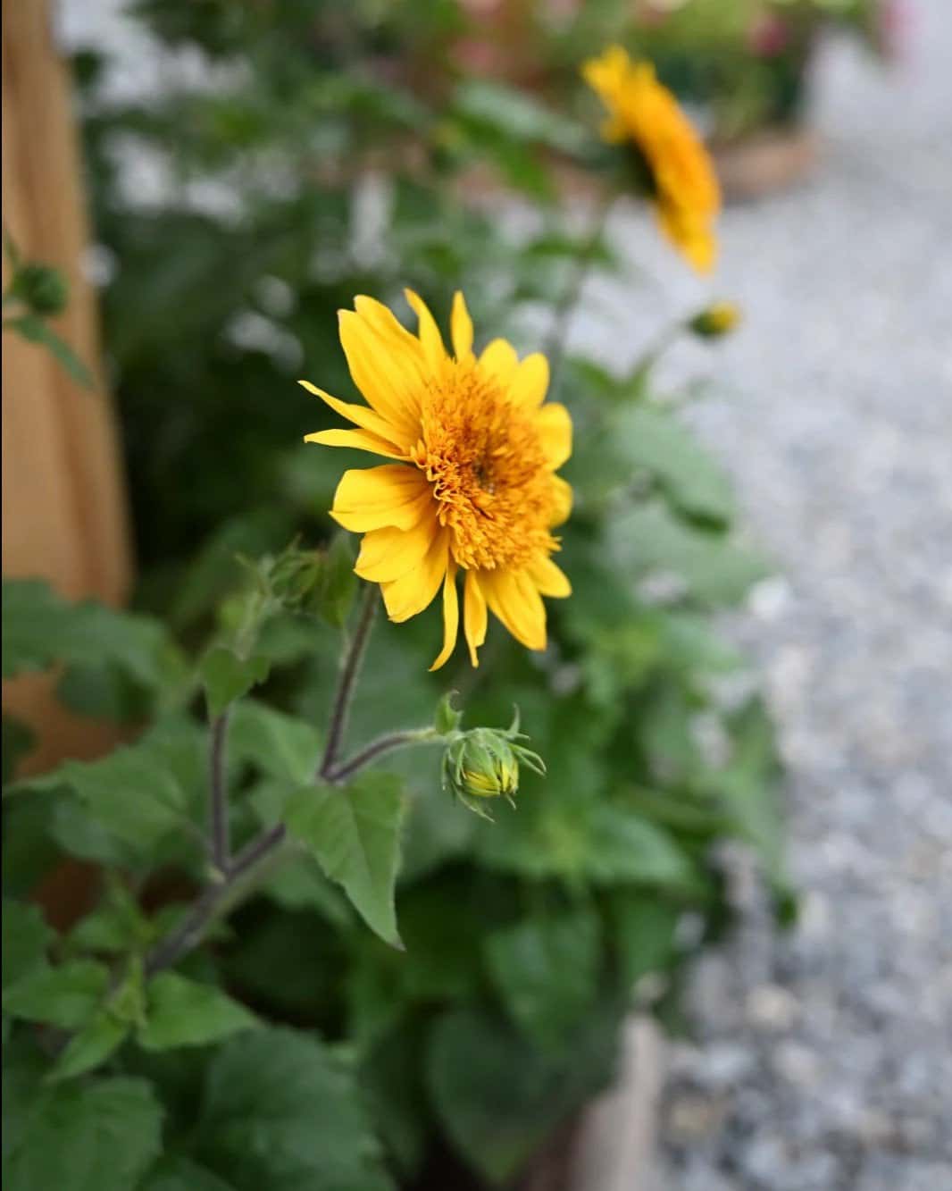 Sunfinity Double Yellow Sunflower - Image 1