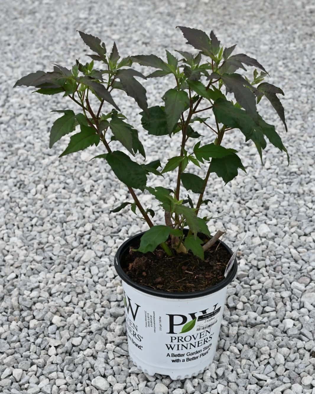 Summerific Berry Awesome Hardy Hibiscus - Image 1