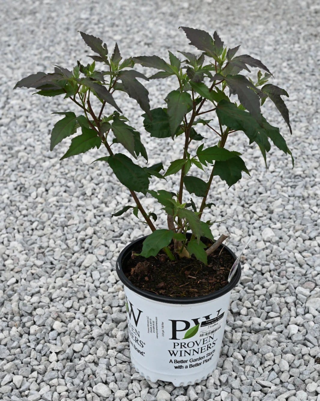 Summerific Berry Awesome Hardy Hibiscus - view 2