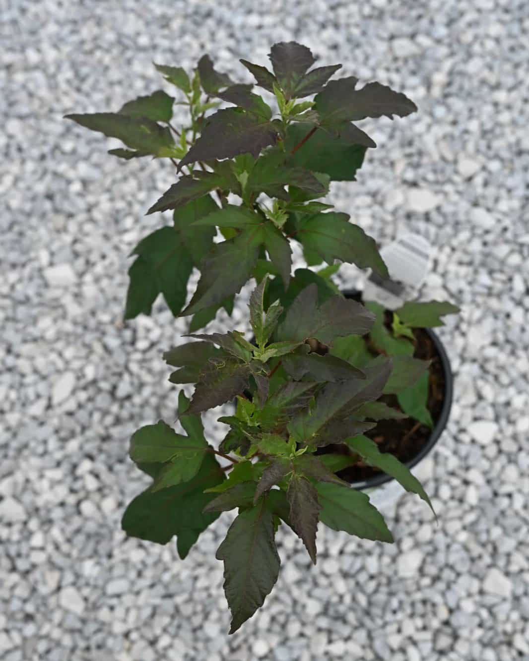 Summerific Berry Awesome Hardy Hibiscus - view 3