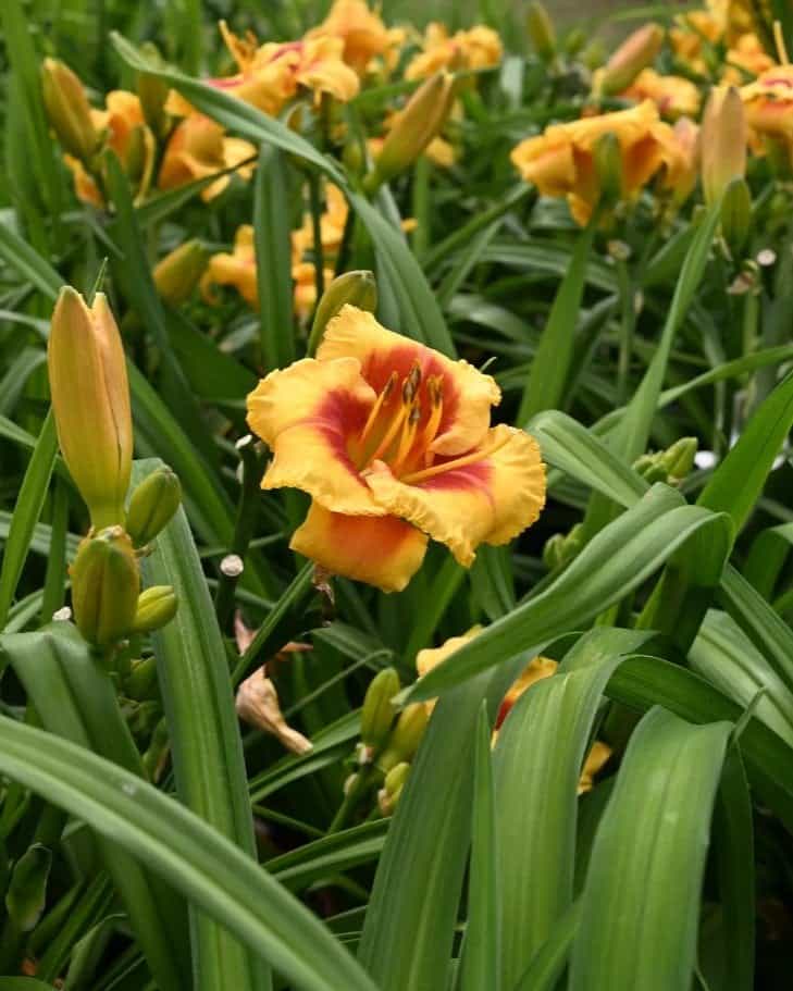 Kokomo Island Bonfire Daylily - view 2