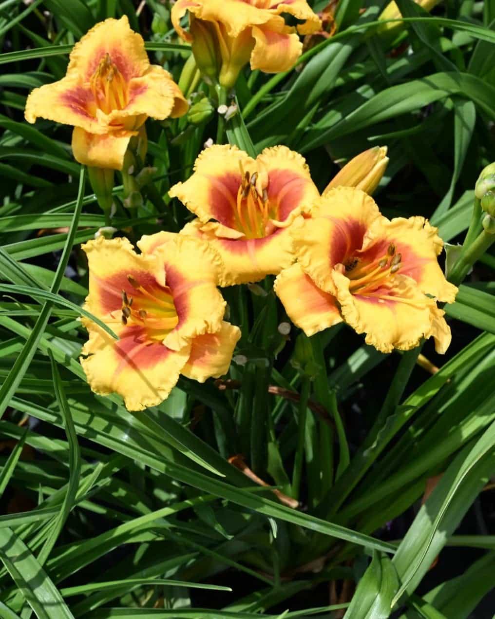 Kokomo Island Bonfire Daylily - view 3