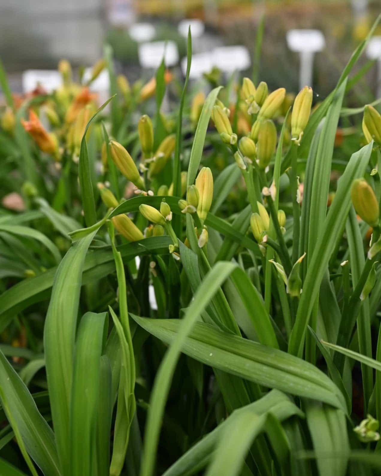 Kokomo Island Bonfire Daylily - view 4