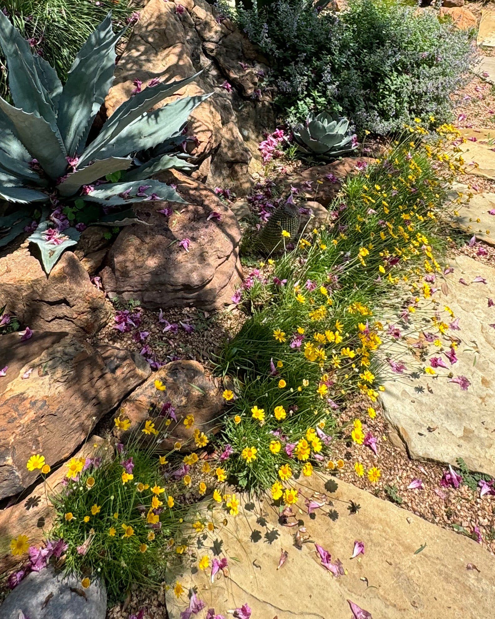 Four Nerve Daisy - view 2