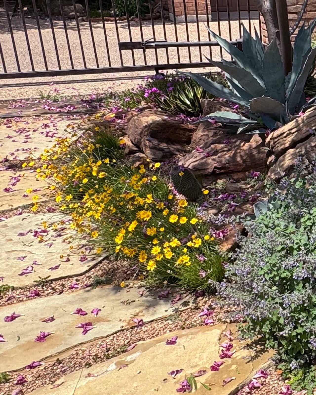 Four Nerve Daisy - view 3