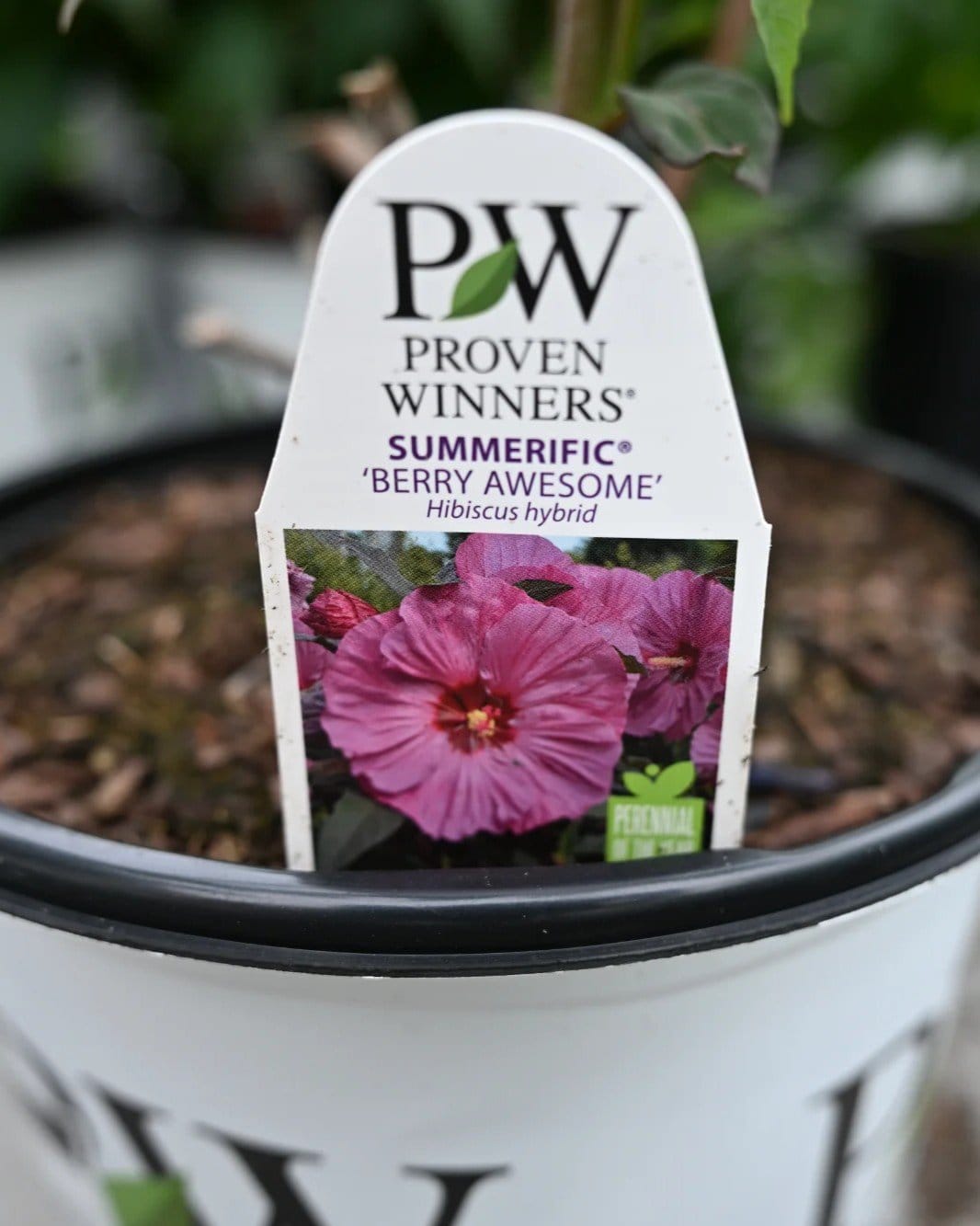 Summerific Berry Awesome Hardy Hibiscus - view 4