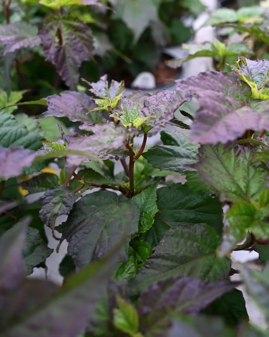 Summerific Spinderella Hardy Hibiscus - Image 1