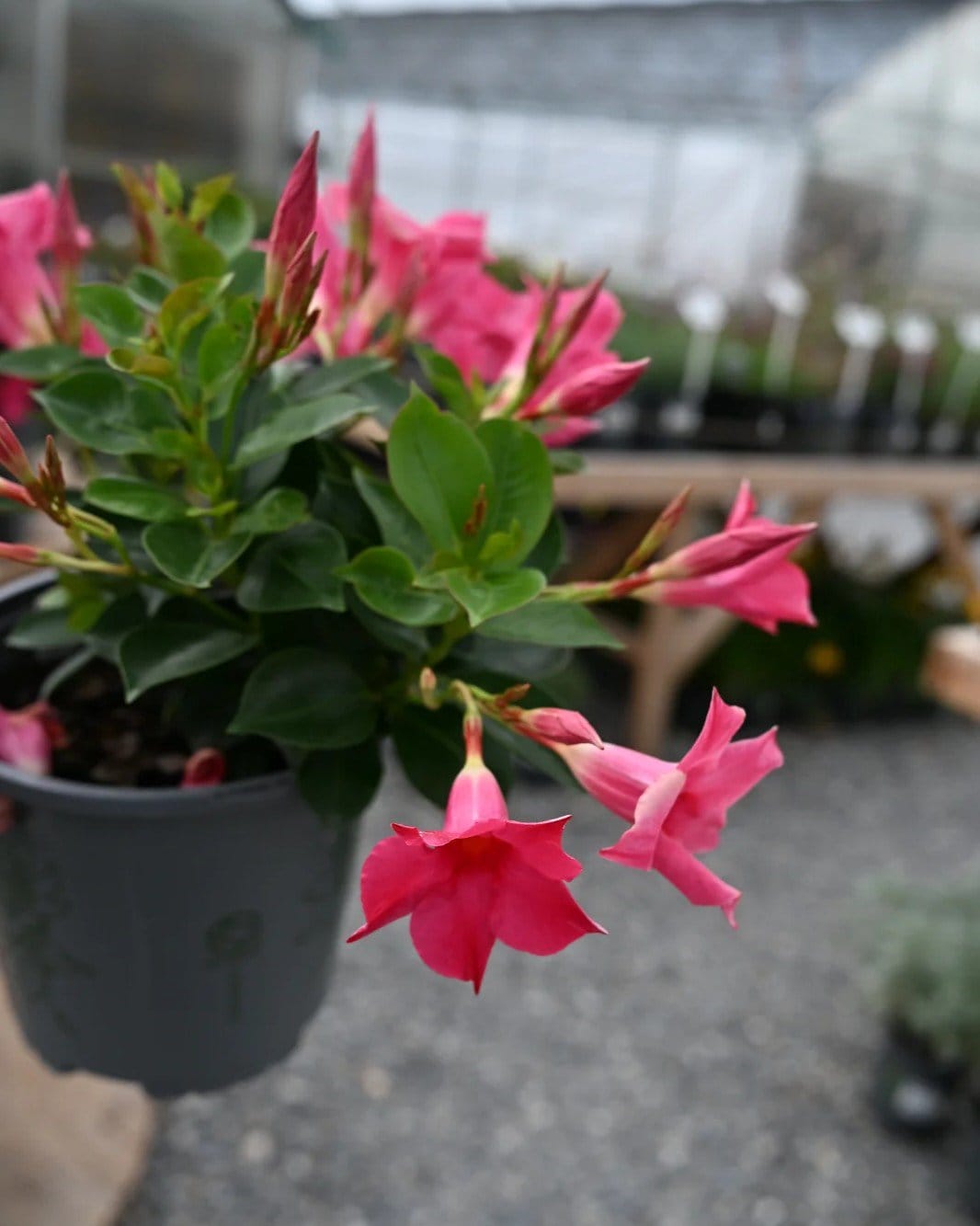 Sun Parasol Original Pink Dipladenia - view 2