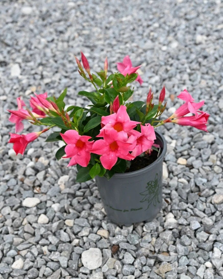 Sun Parasol Original Pink Dipladenia - view 3