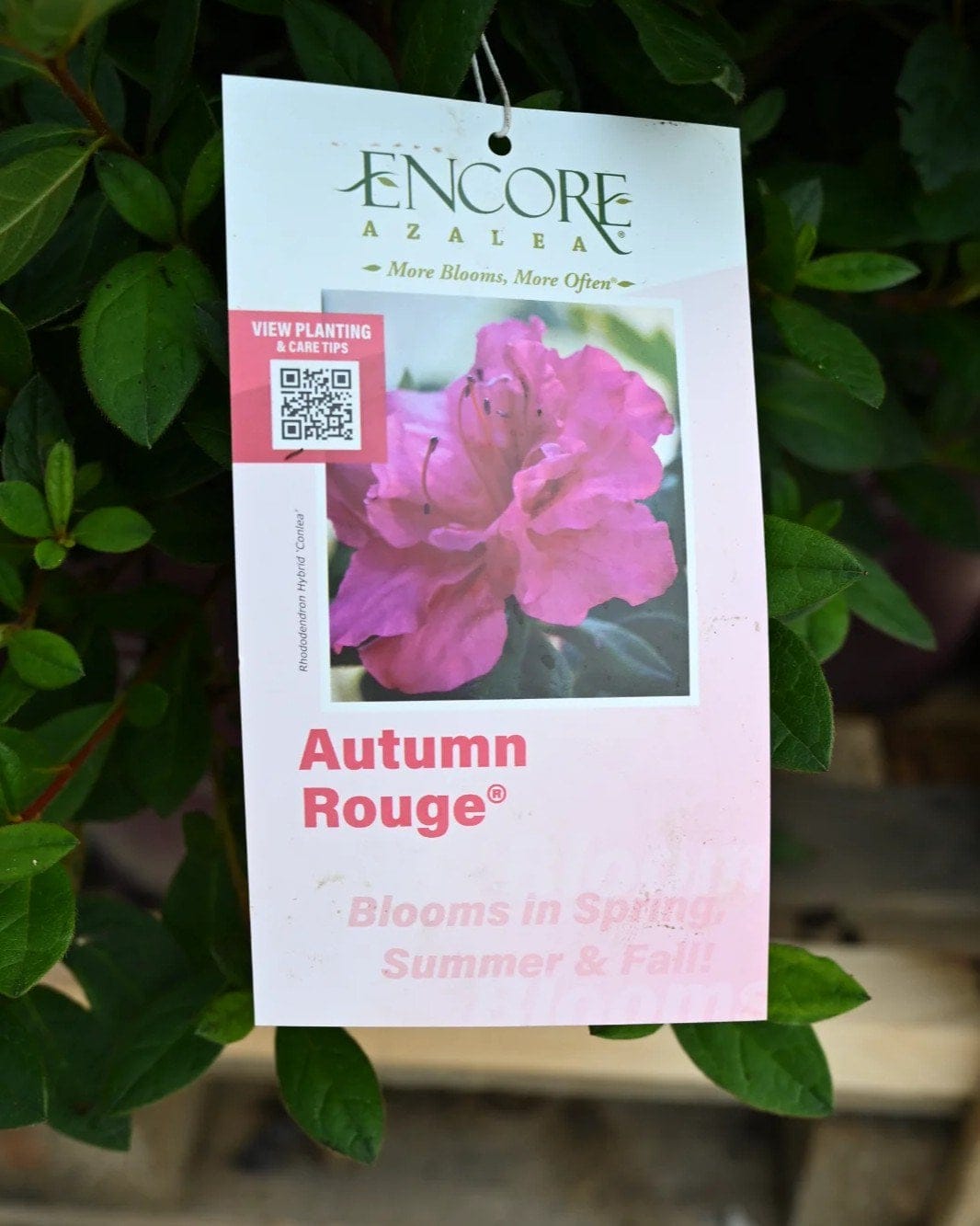 Encore Azalea Autumn Rouge - view 2