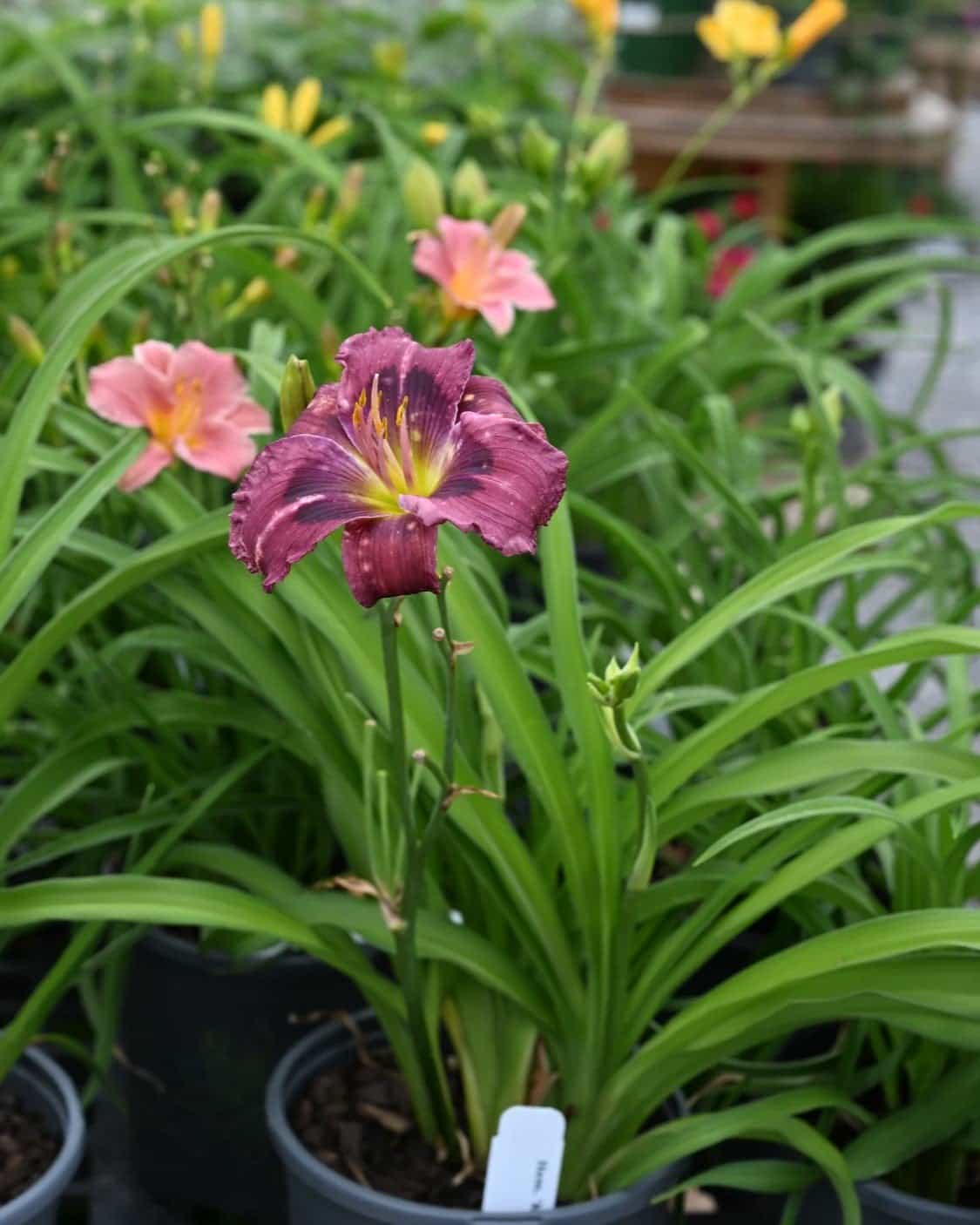 Kansas Kitten Daylily - view 3
