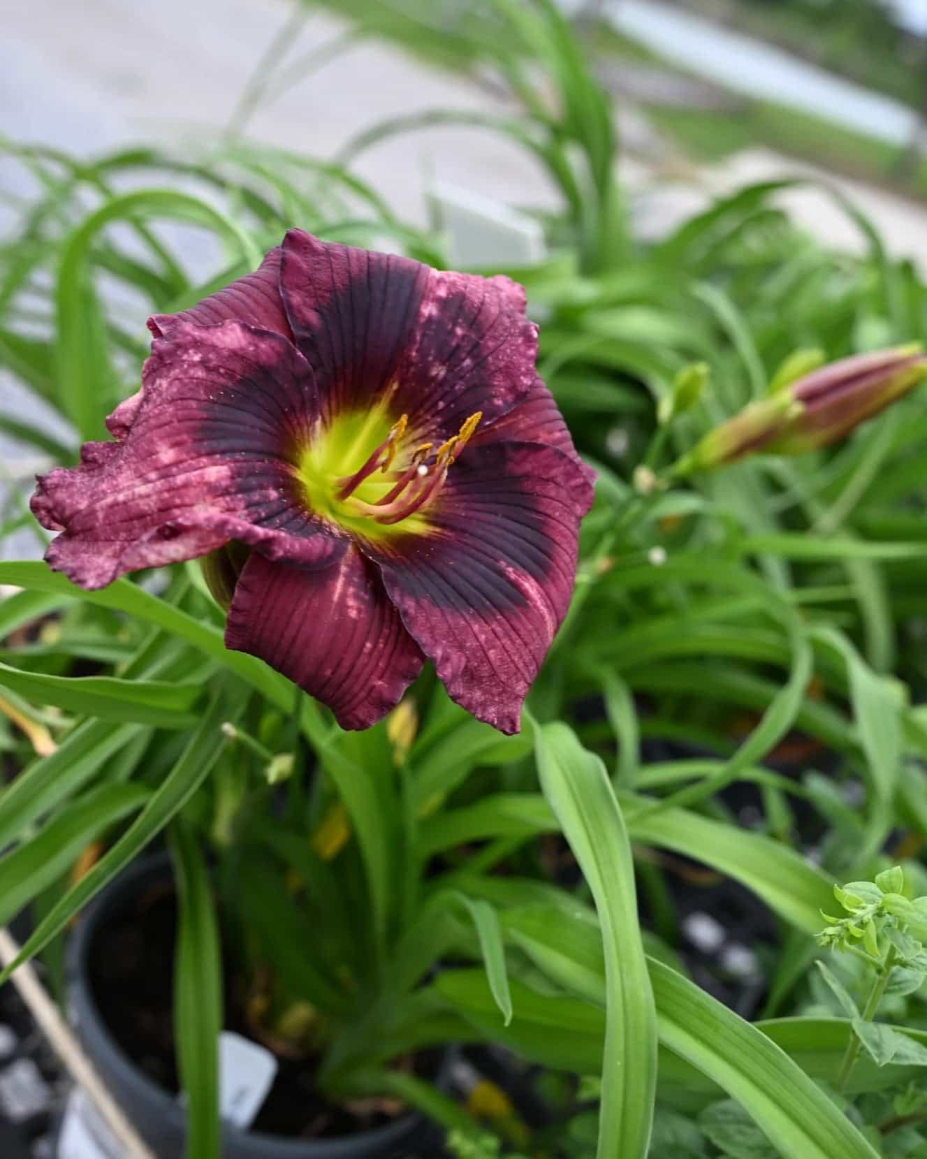 Kansas Kitten Daylily - view 4