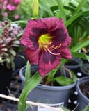 Kansas Kitten Daylily thumbnail 4