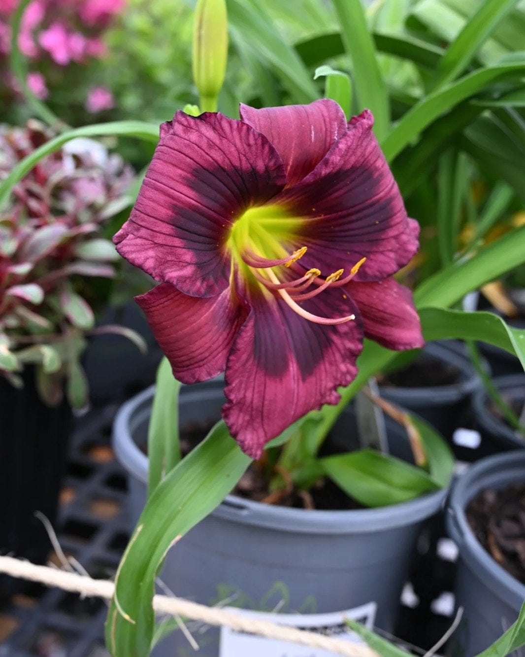 Kansas Kitten Daylily - view 5
