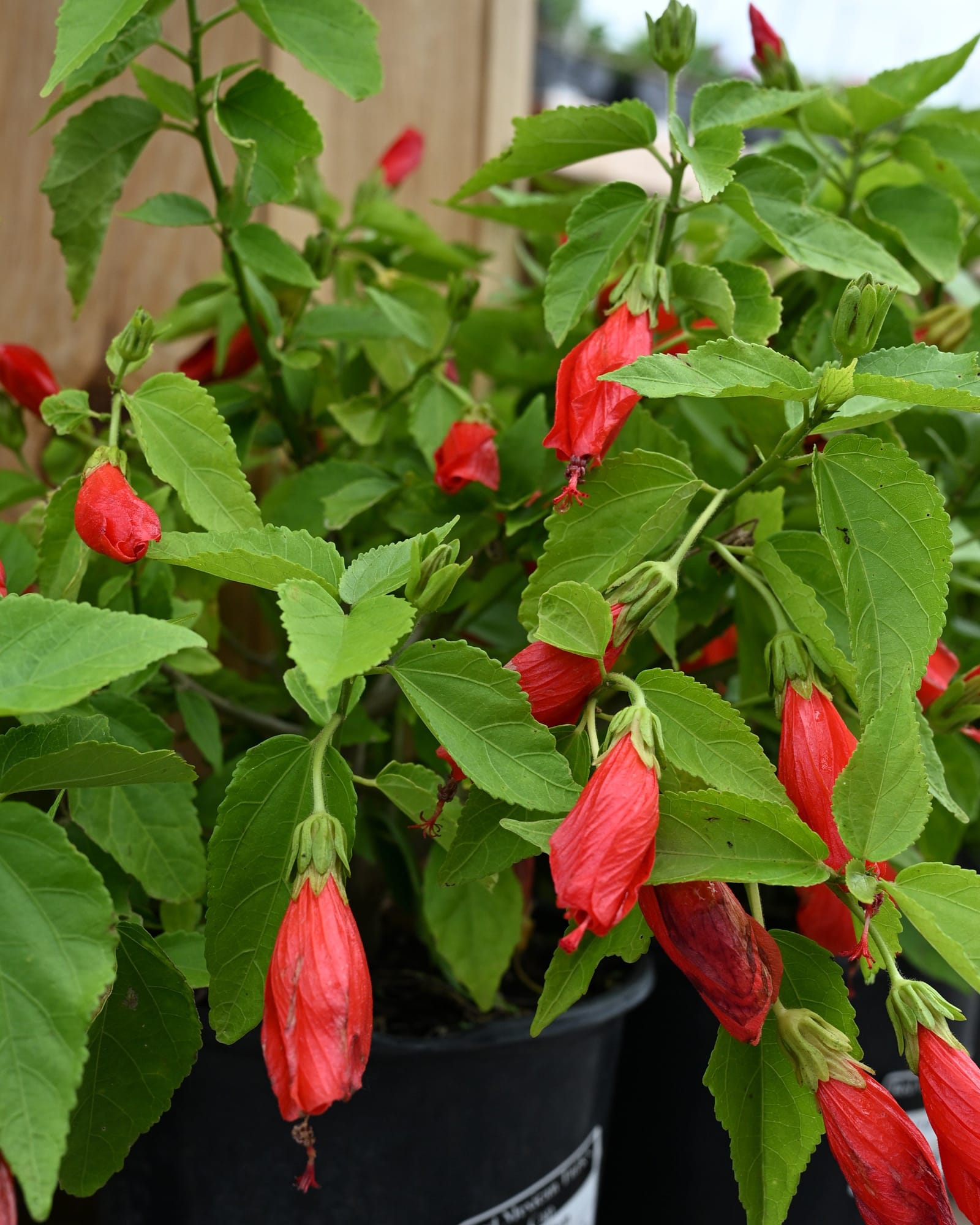 Red Mexican Turk's Cap - Main Image