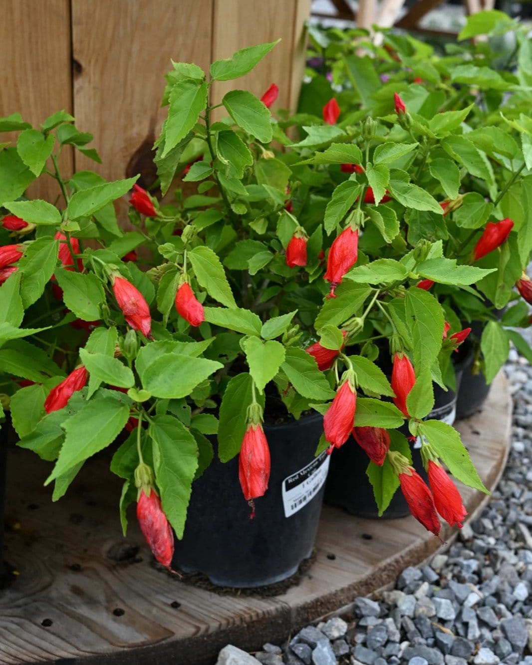 Red Mexican Turk's Cap - view 2