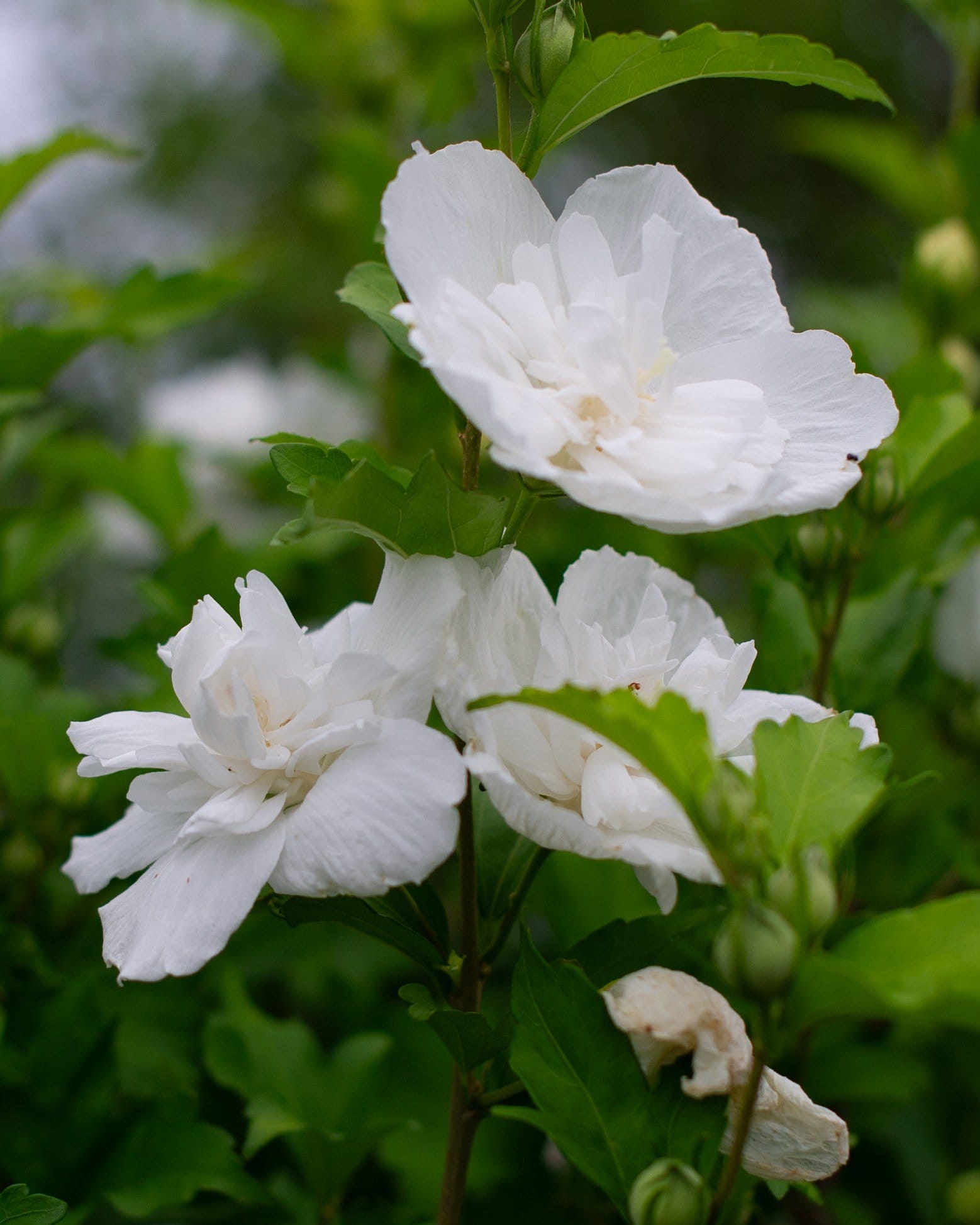 White Chiffon Althea - Main Image