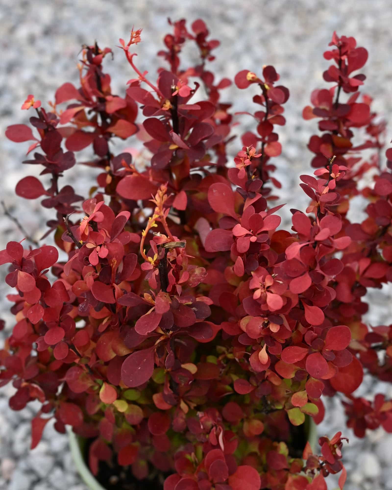 Orange Rocket Barberry