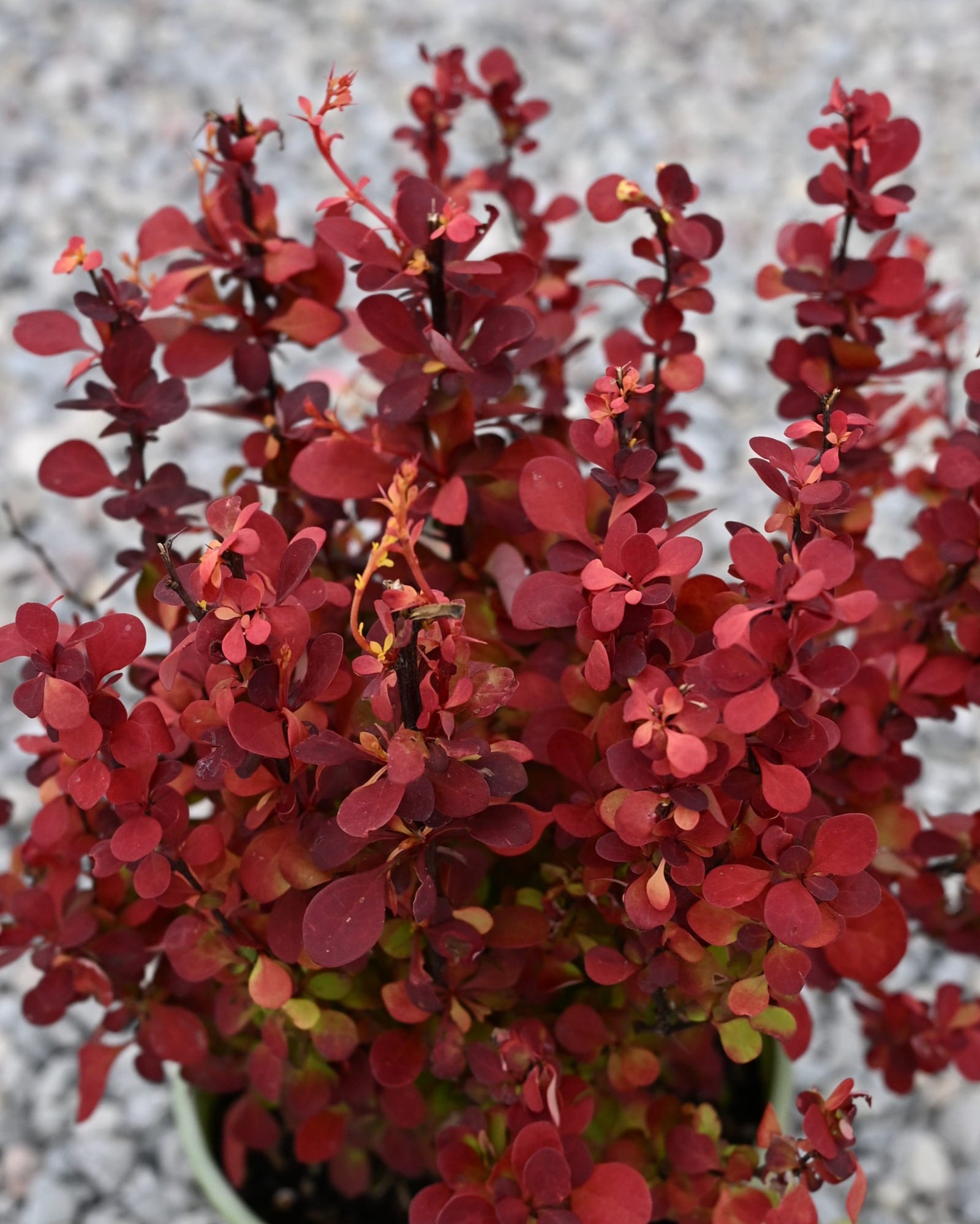 Orange Rocket Barberry