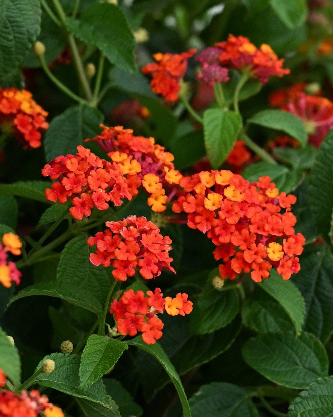 Bandana Red Lantana