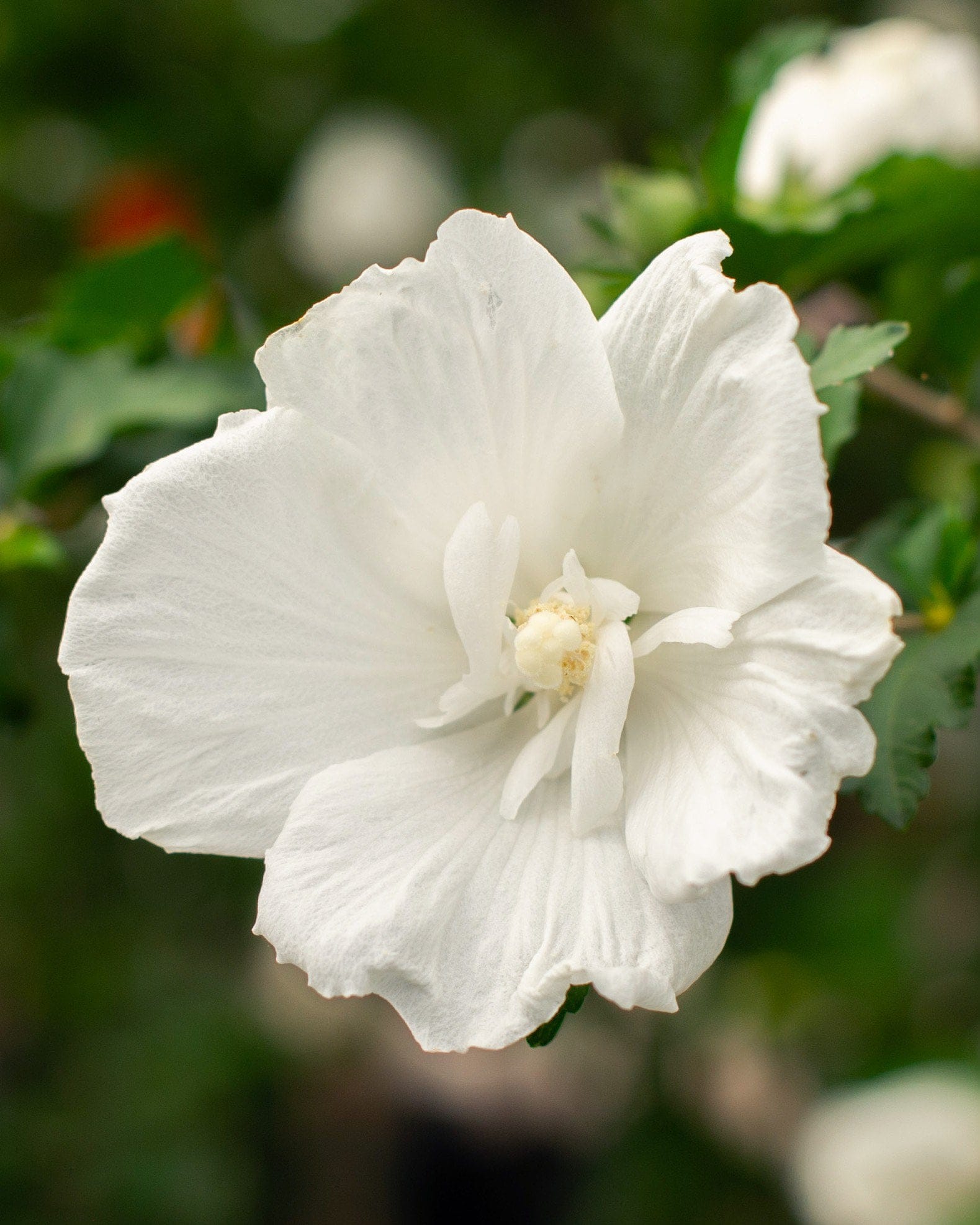 Diana Althea