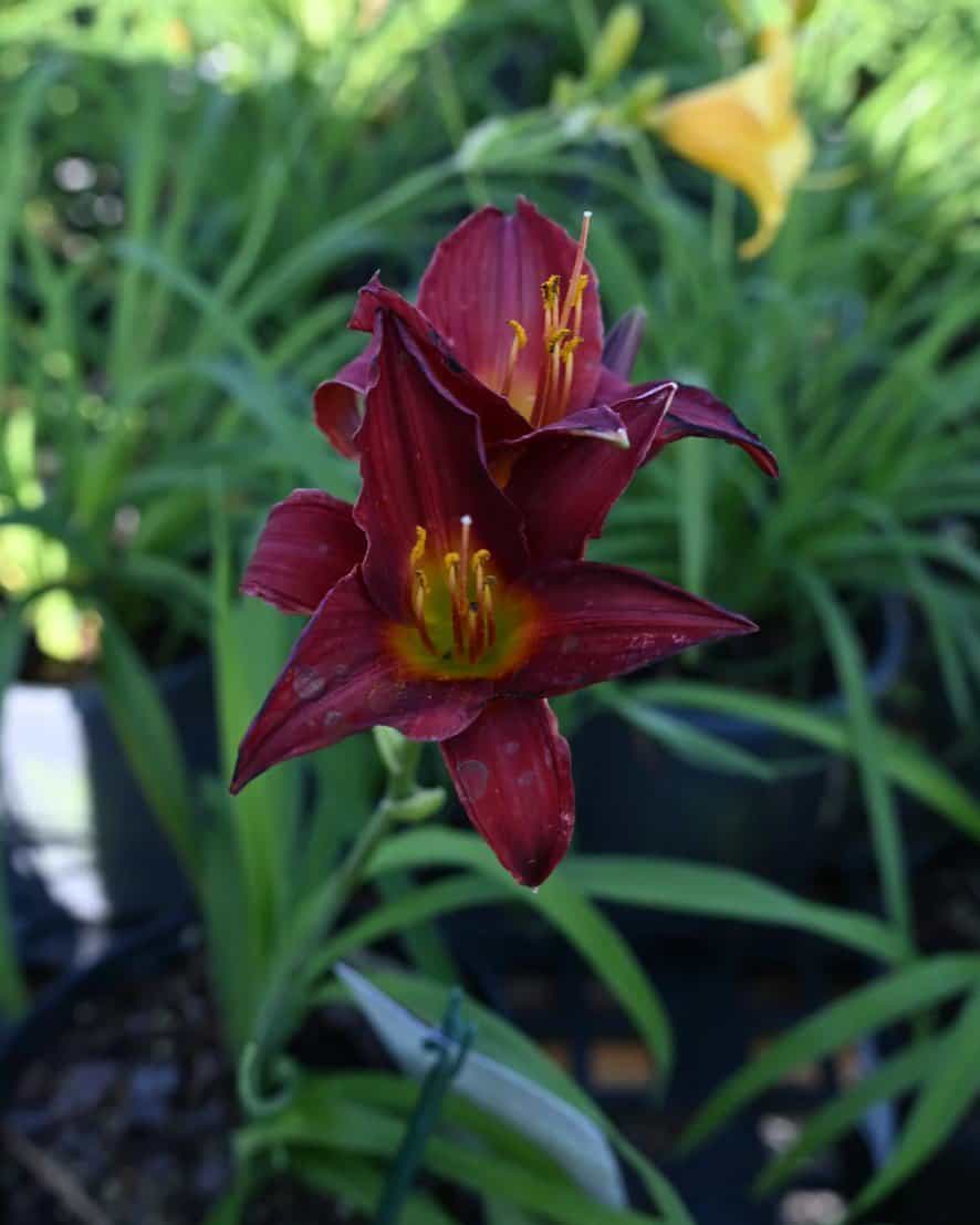Ruby Stella Daylily - view 2