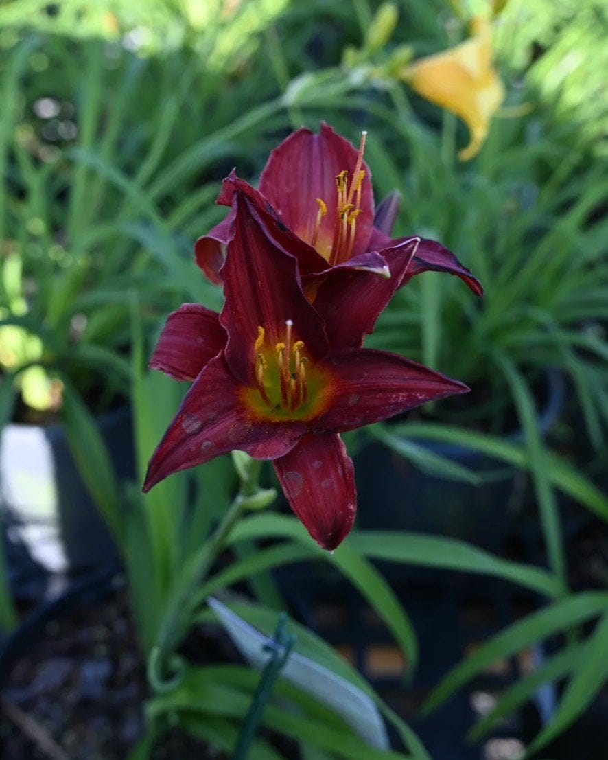 Ruby Stella Daylily - view 2
