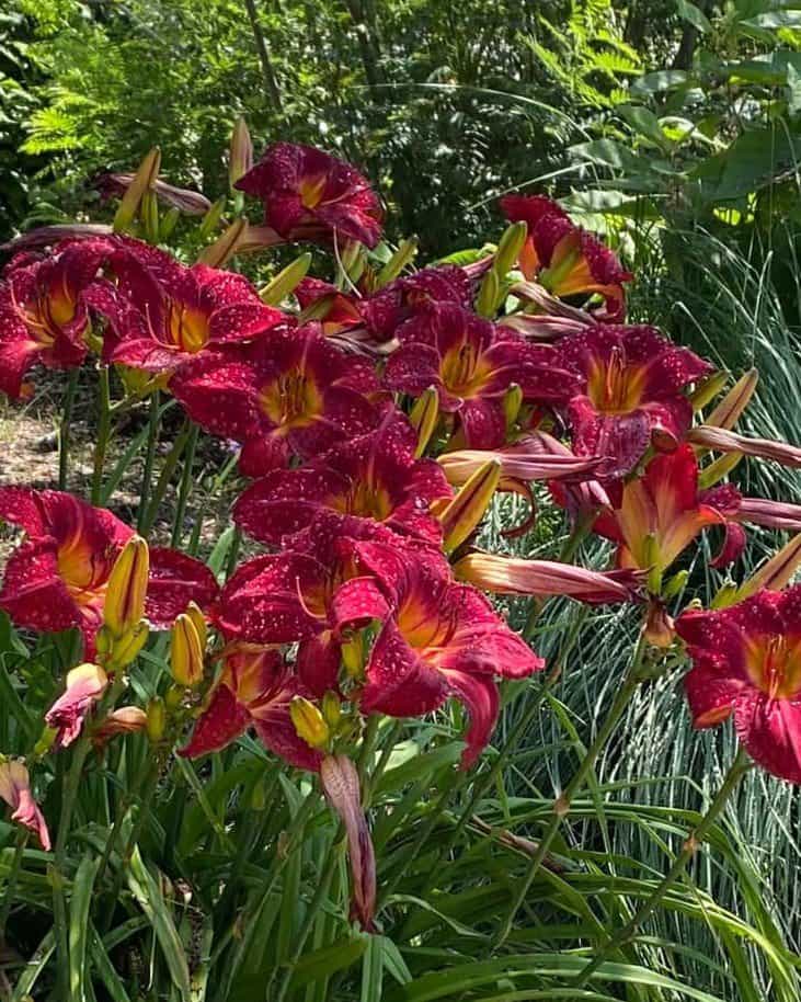 Ruby Stella Daylily