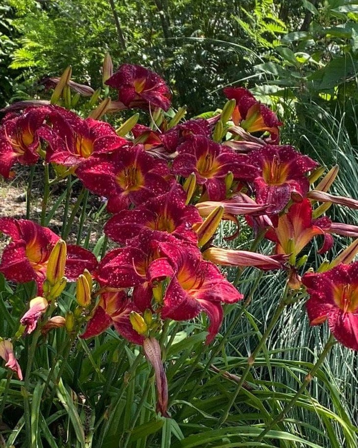 Ruby Stella Daylily