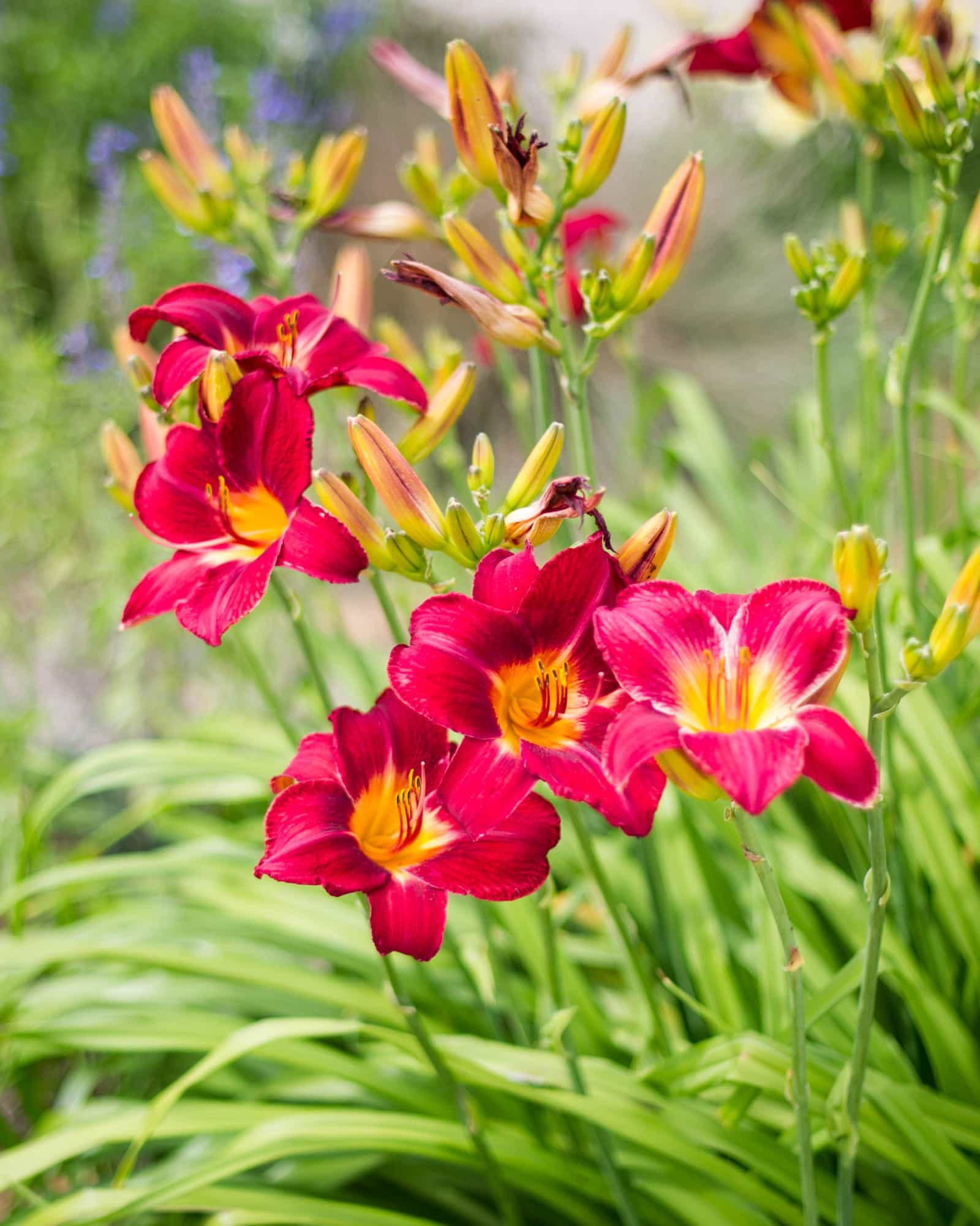 Ruby Stella Daylily - view 3