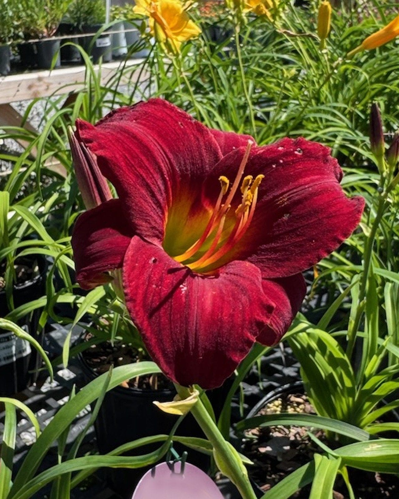 Ruby Stella Daylily - view 4
