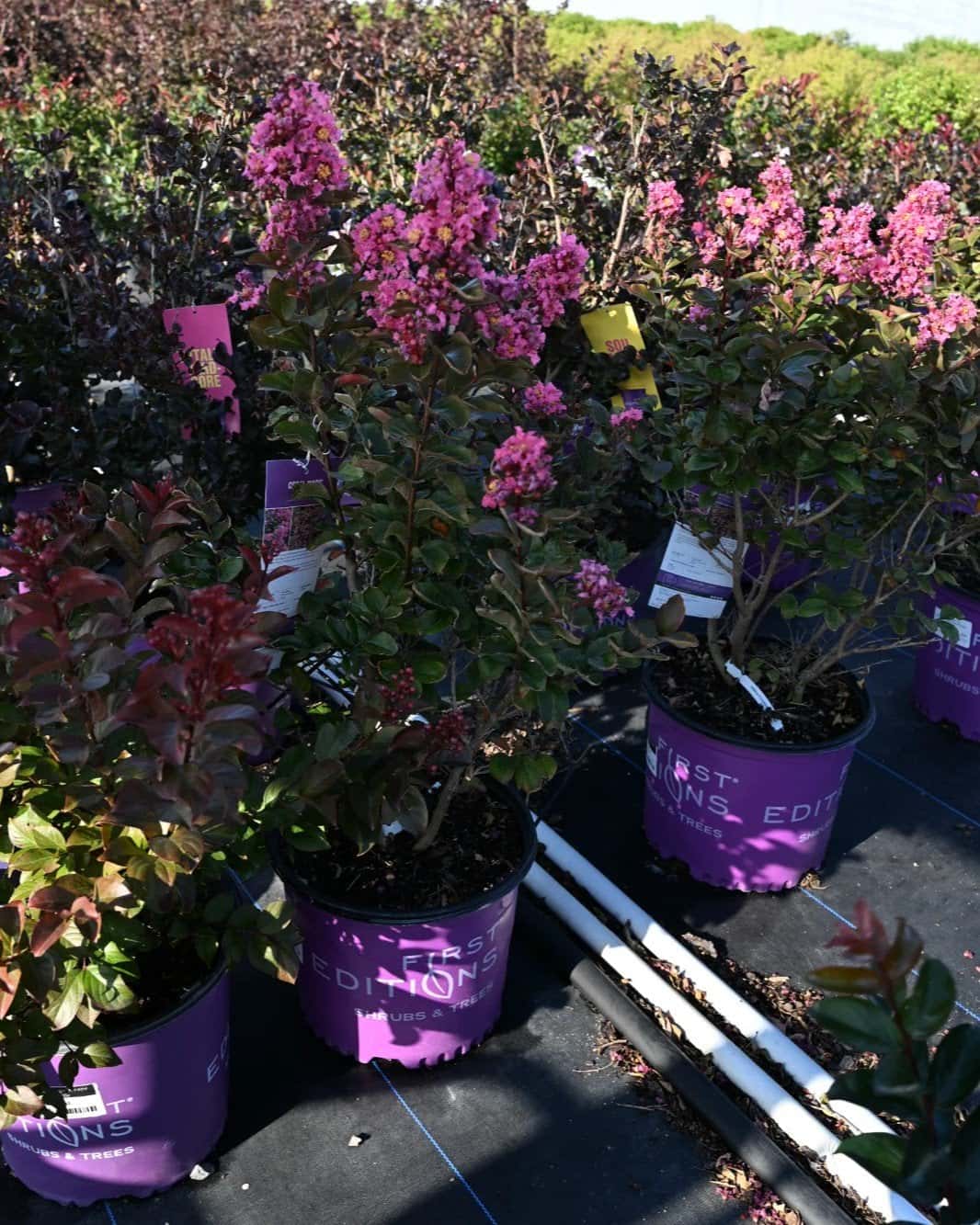 Coral Magic Crape Myrtle - Image 1