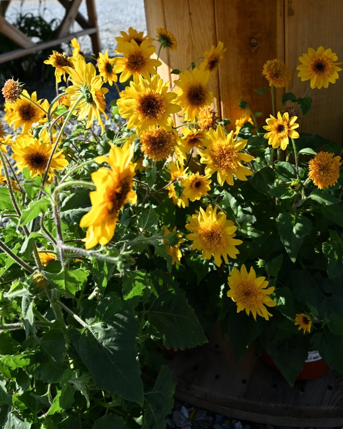 Sunfinity Double Yellow Sunflower - Image 2