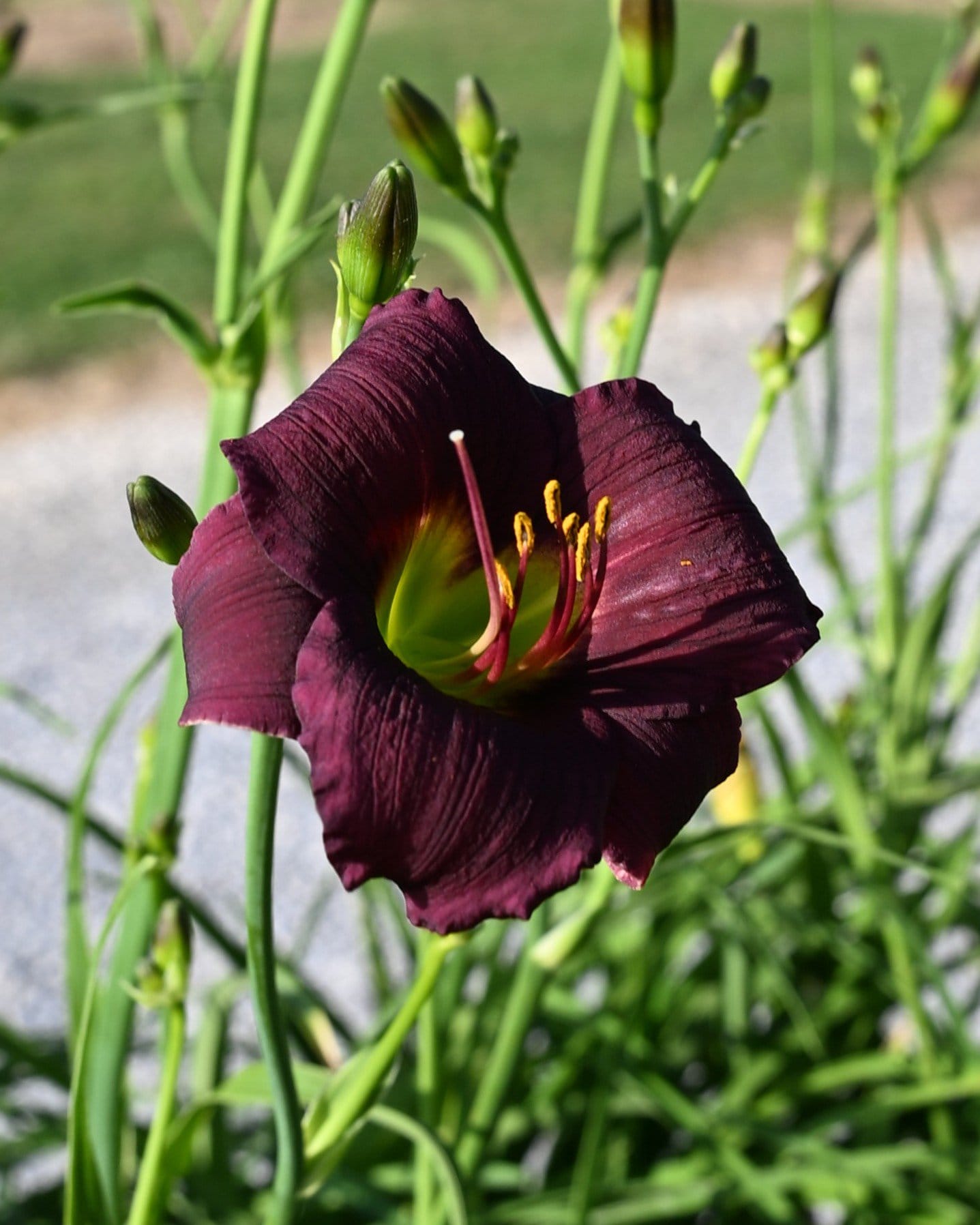 Barbary Corsair Daylily