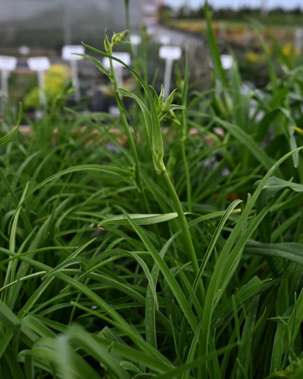 Barbary Corsair Daylily - view 2