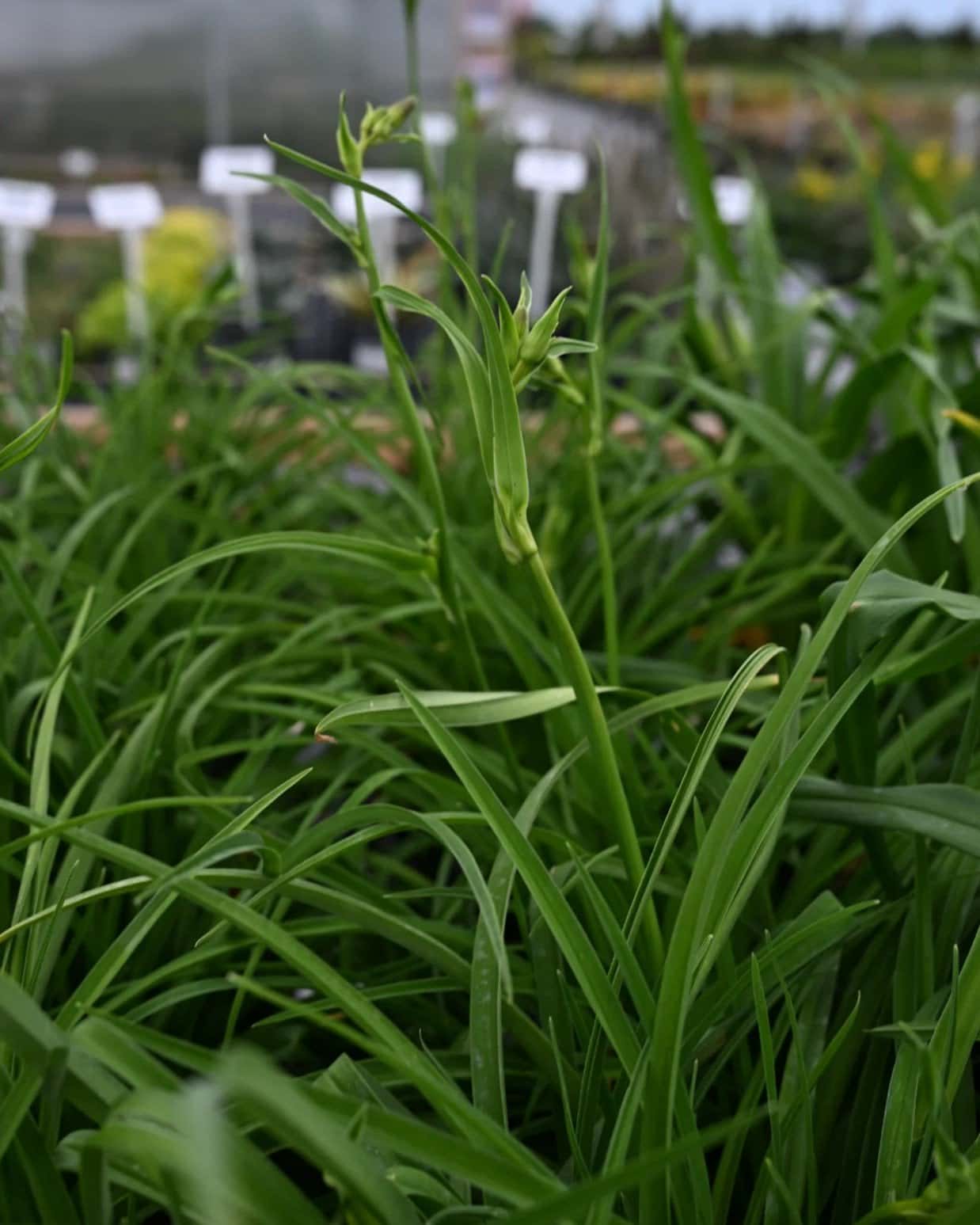 Barbary Corsair Daylily - Image 1