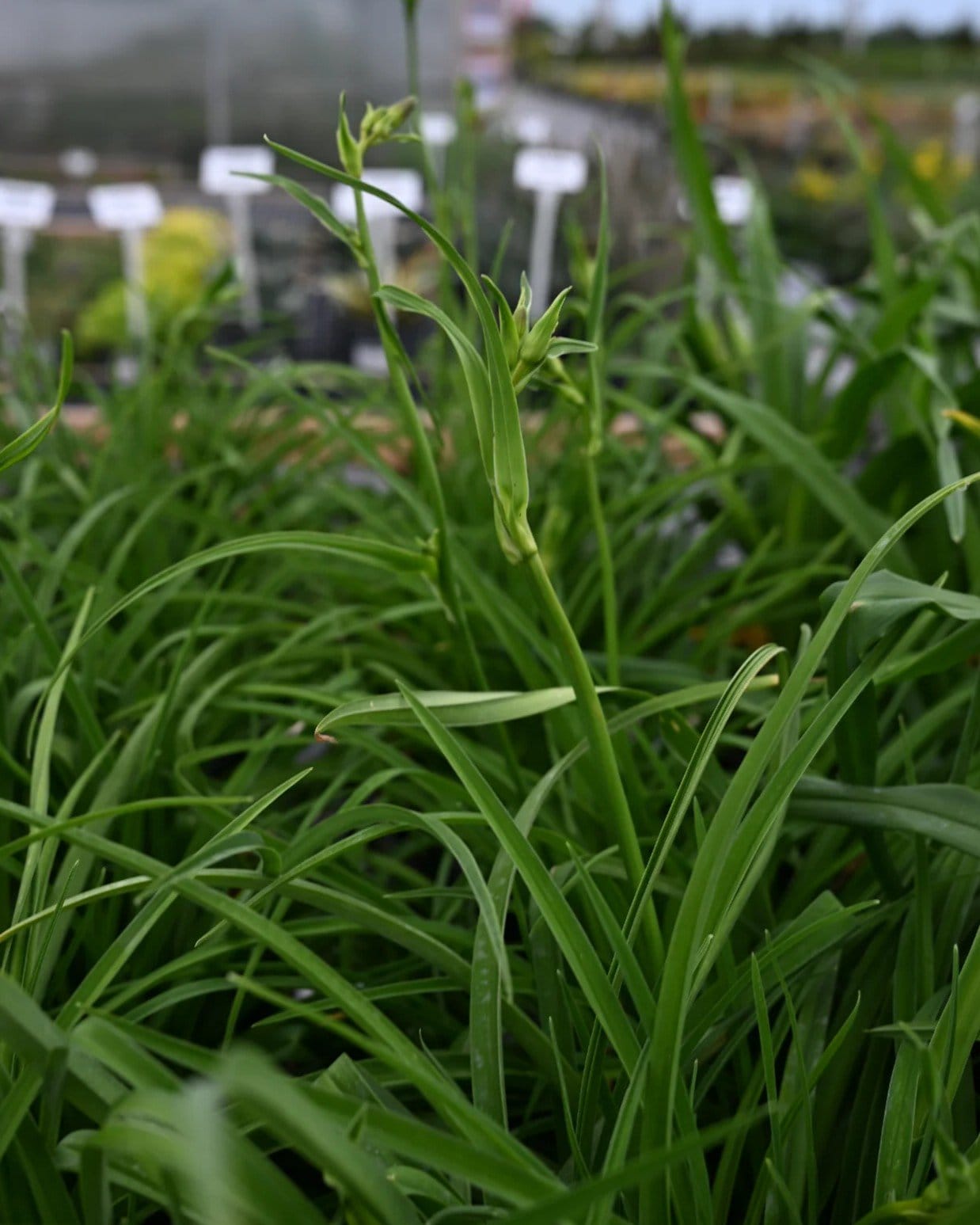 Barbary Corsair Daylily - view 2