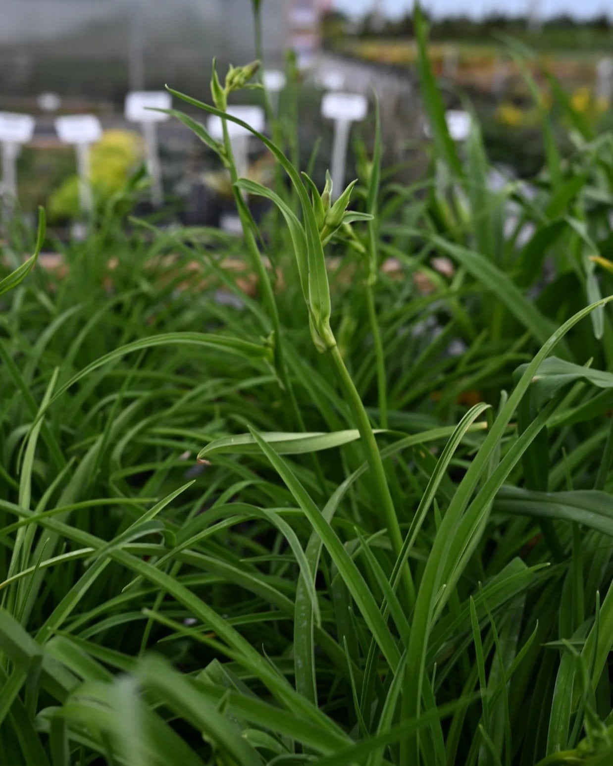 Barbary Corsair Daylily - Image 1