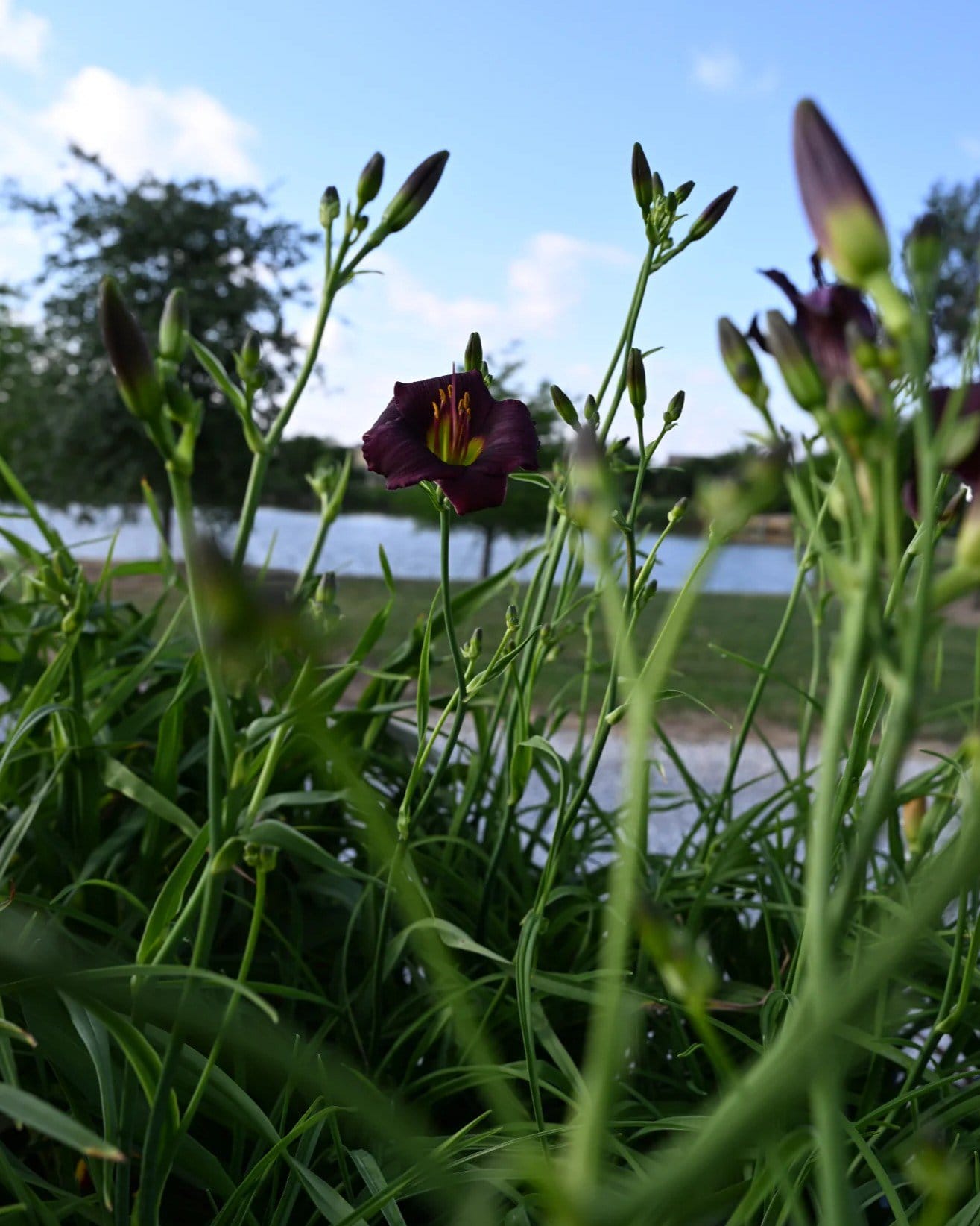 Barbary Corsair Daylily - view 3