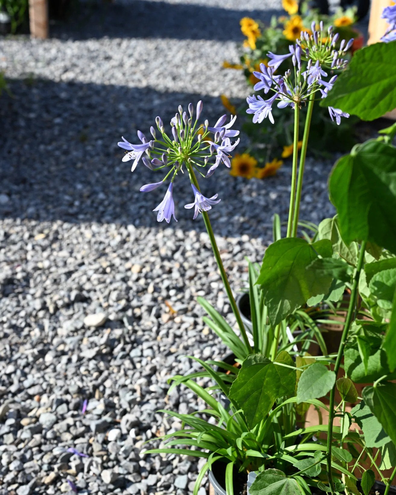 Baby Pete Agapanthus - Image 1
