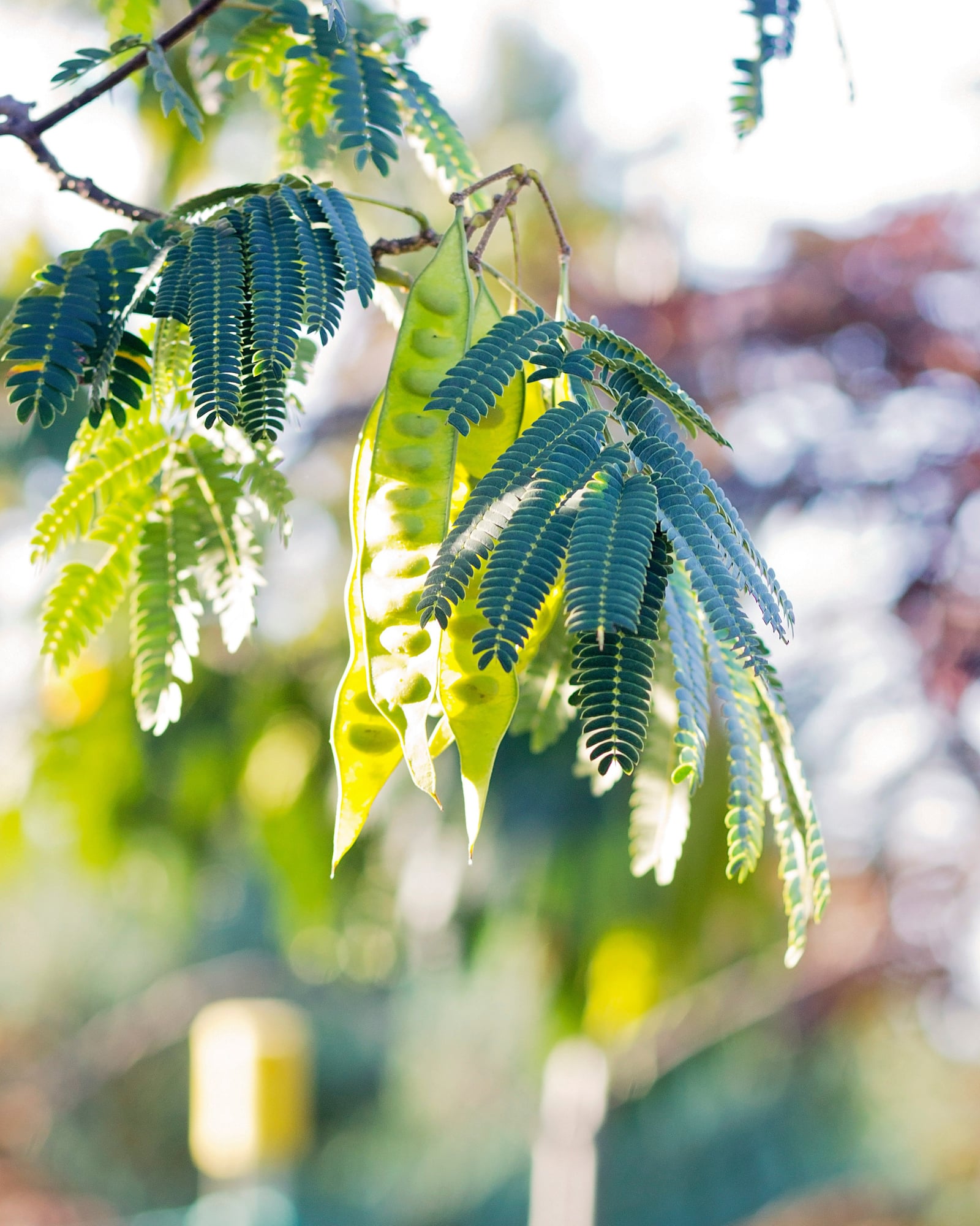 Ombrella Mimosa - Image 1