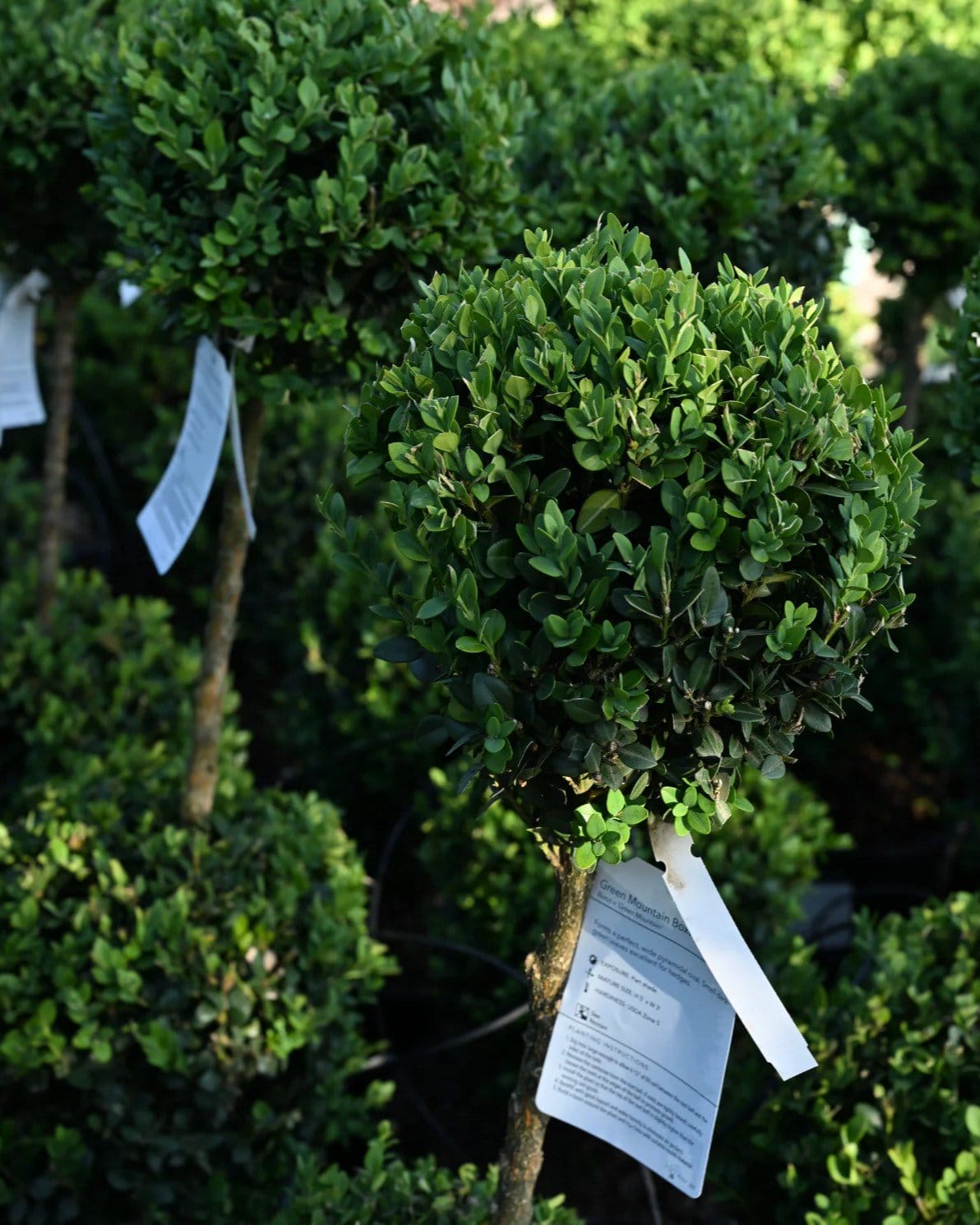 Green Mountain Boxwood 2 Ball Tier - view 2