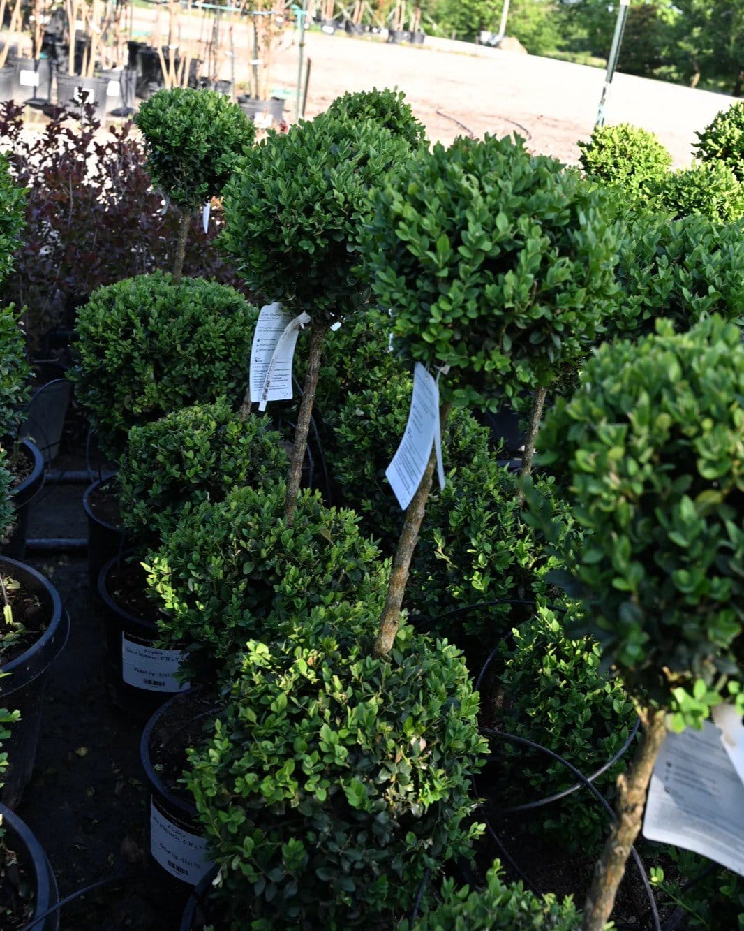 Green Mountain Boxwood 2 Ball Tier - view 3