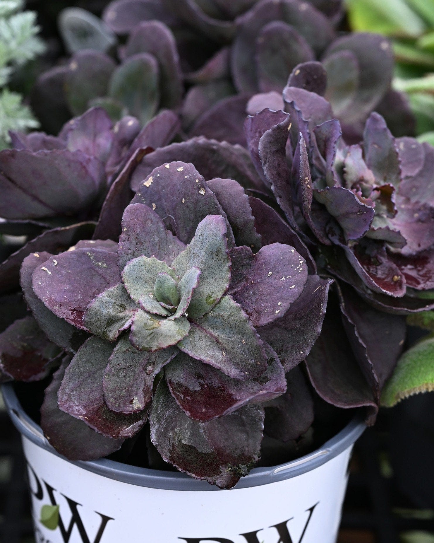 Rock 'N Grow Back in Black Sedum - Main Image