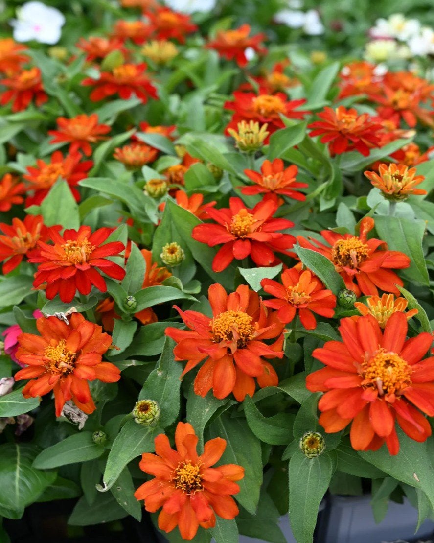 Belize Double Scarlet Zinnia - Image 2