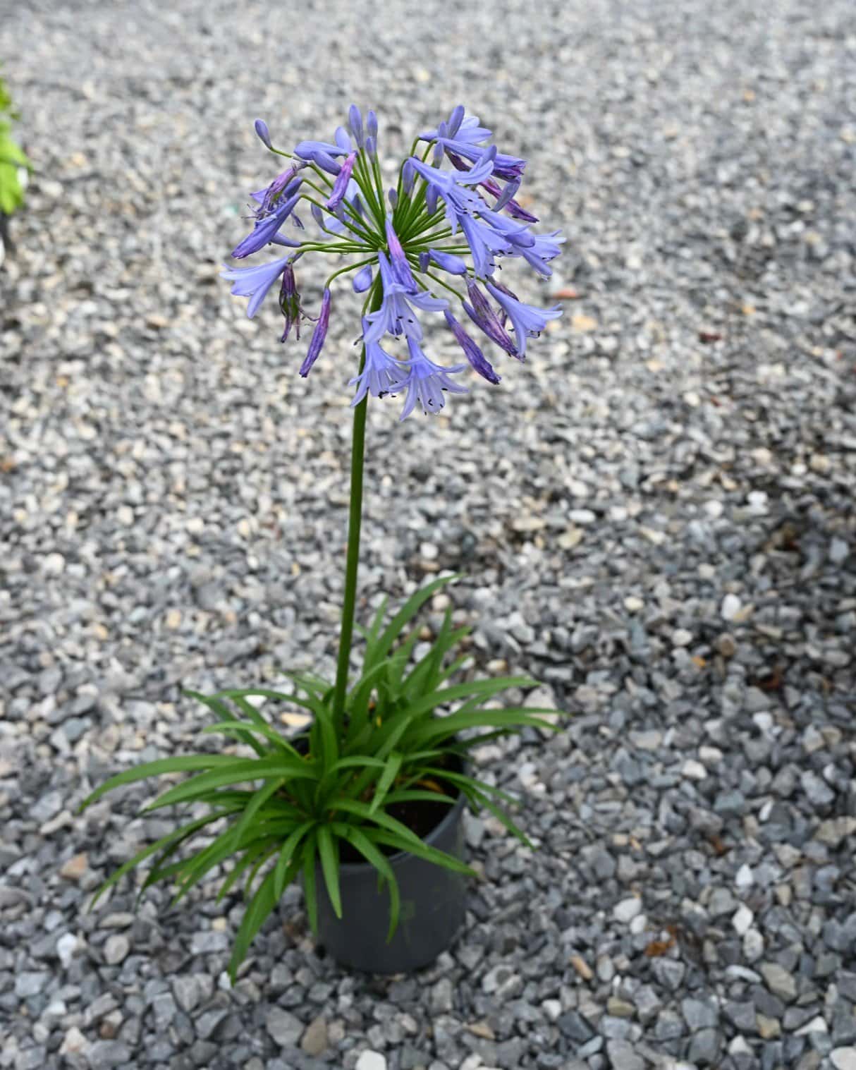 Baby Pete Agapanthus - Image 1