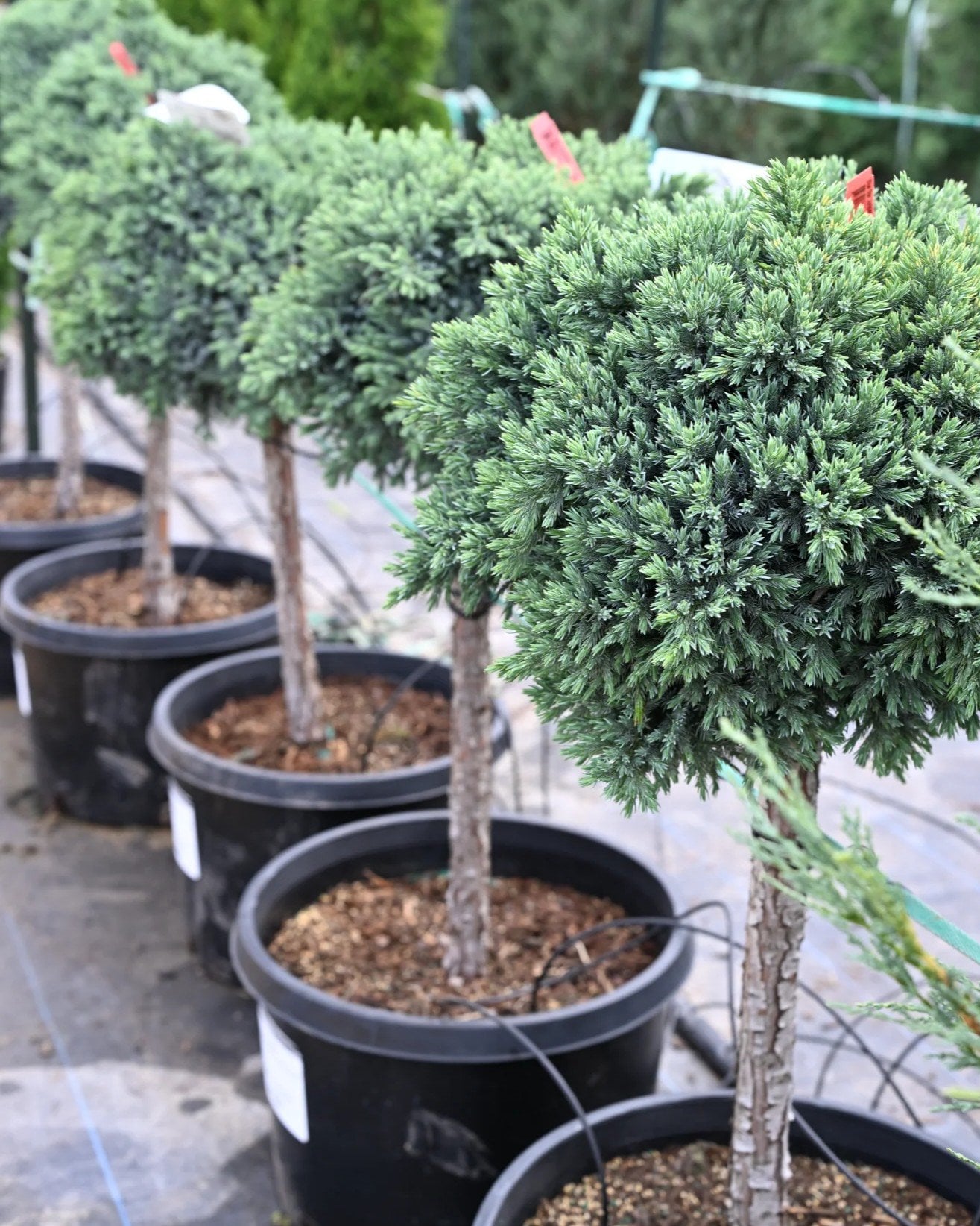 Blue Star Juniper Tree Form - Image 1