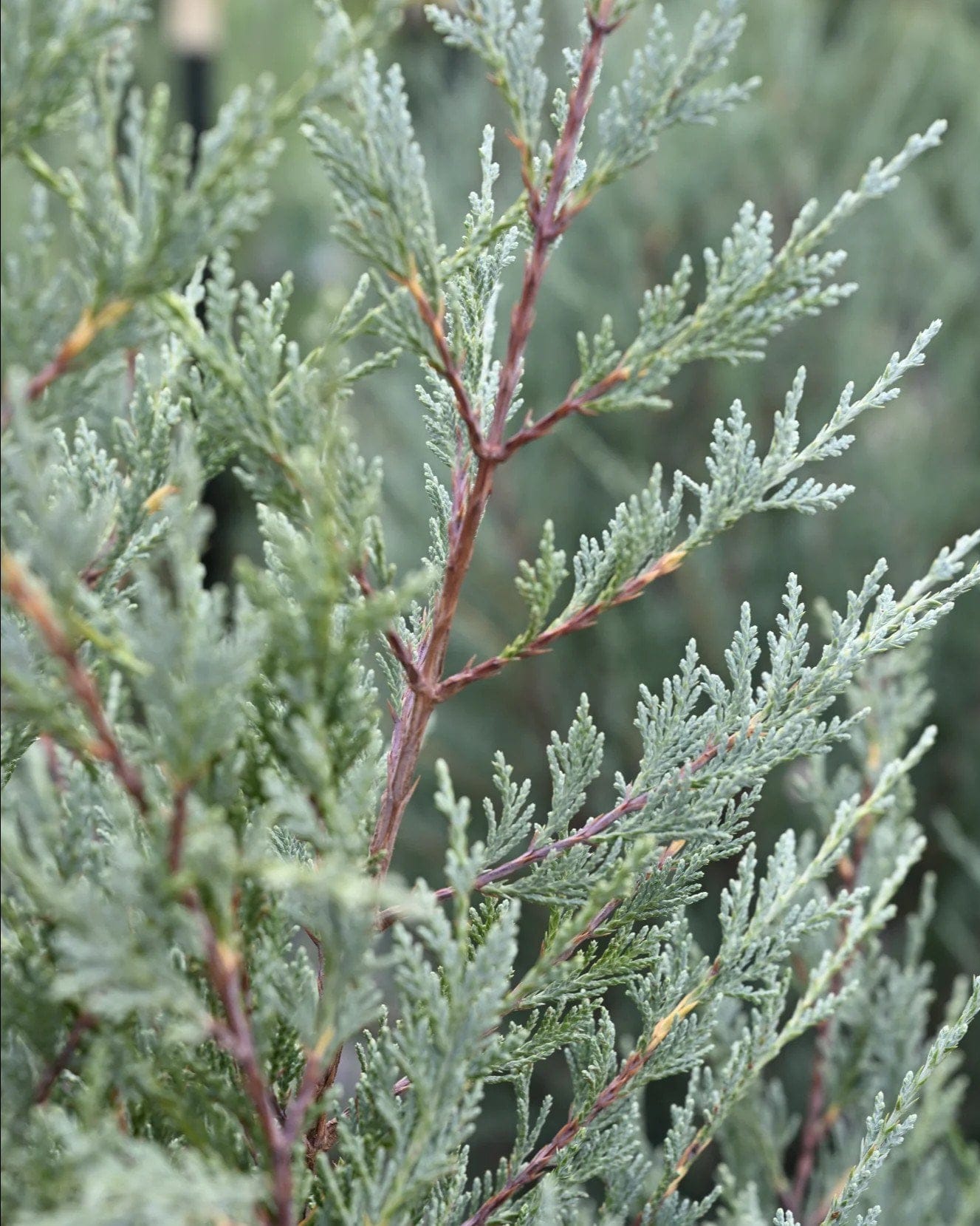 Moonglow Juniper - view 2